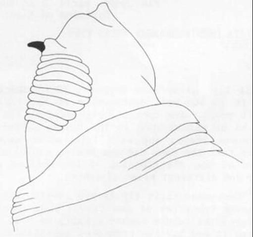 Figure 6. Head and buccal carinae of larva of the Mediterranean fruit fly, Ceratitis capitata (Wiedemann).