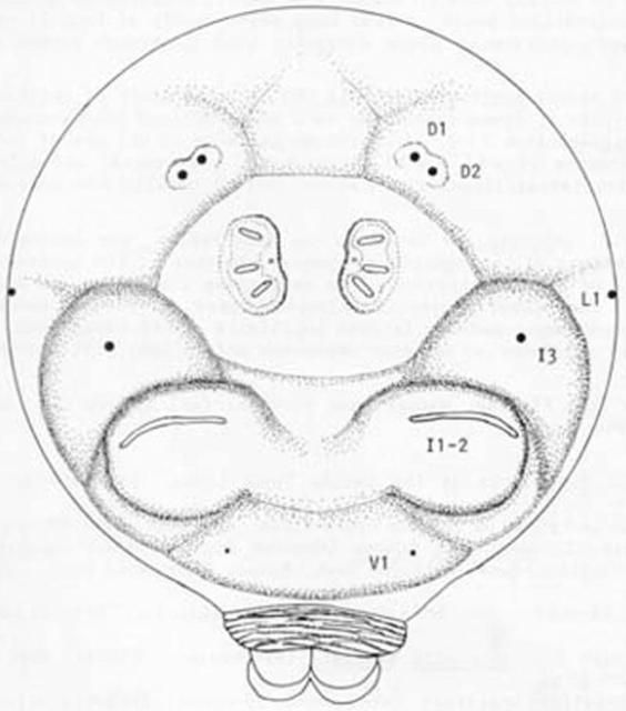 Figure 9. Caudal end of larva of the Mediterranean fruit fly, Ceratitis capitata (Wiedemann).