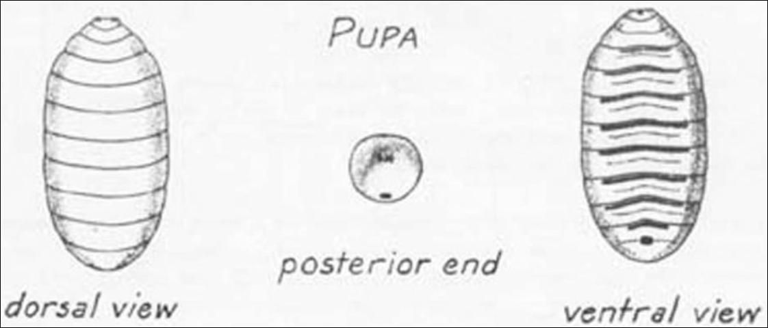 Figure 13. Pupal views of the Mediterranean fruit fly, Ceratitis capitata (Wiedemann).