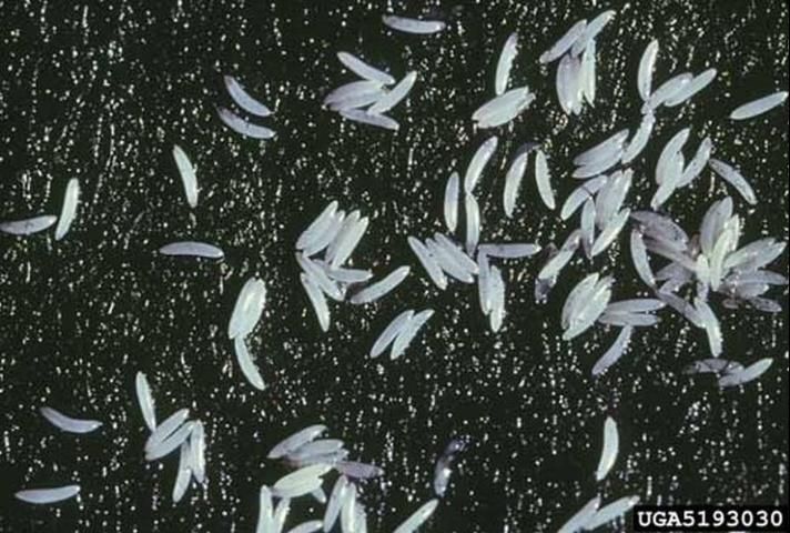 Figure 3. Eggs of the Mediterranean fruit fly, Ceratitis capitata (Wiedemann).