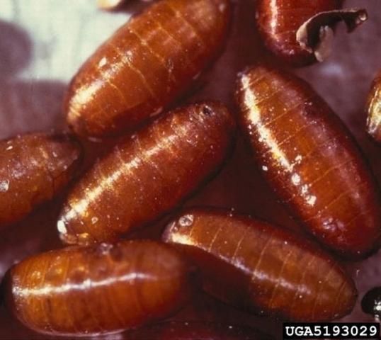 Figure 12. Pupae of the Mediterranean fruit fly, Ceratitis capitata (Wiedemann).