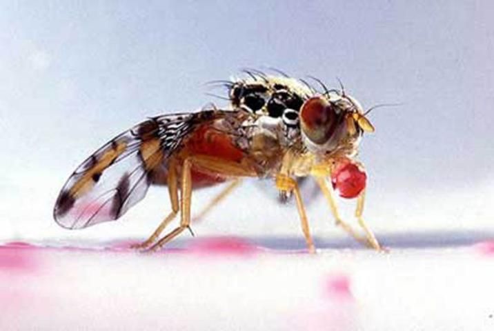 Figure 24. Lateral view of adult Mediterranean fruit fly, Ceratitis capitata (Wiedemann), regurgitating food.