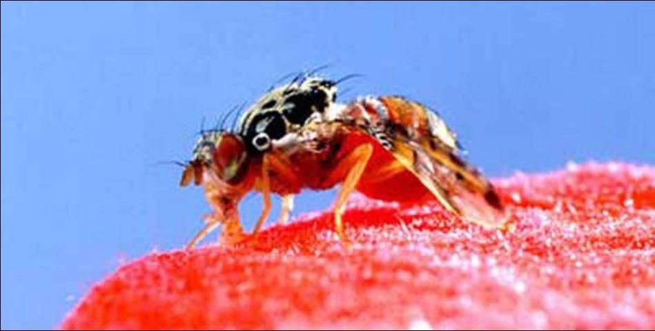 Figure 25. Adult Mediterranean fruit fly, Ceratitis capitata (Wiedemann), feeding on a cotton wick soaked with a bait-dye mixture.
