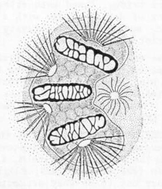 Figure 10. Posterior spiracles (left side) (after Phillips 1946) of a larva of the Mediterranean fruit fly, Ceratitis capitata (Wiedemann).