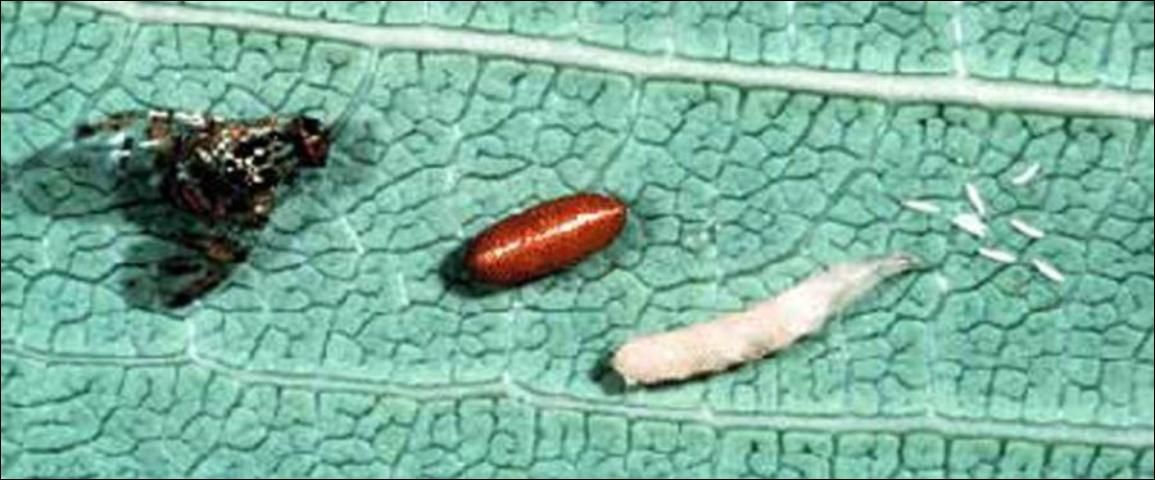 Figure 19. Life cycle of the Mediterranean fruit fly, Ceratitis capitata (Wiedemann), from left to right: adult, pupa, larva and eggs.