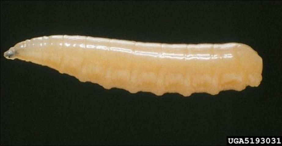 Figure 4. Larva of the Mediterranean fruit fly, Ceratitis capitata (Wiedemann). Head is to the left.