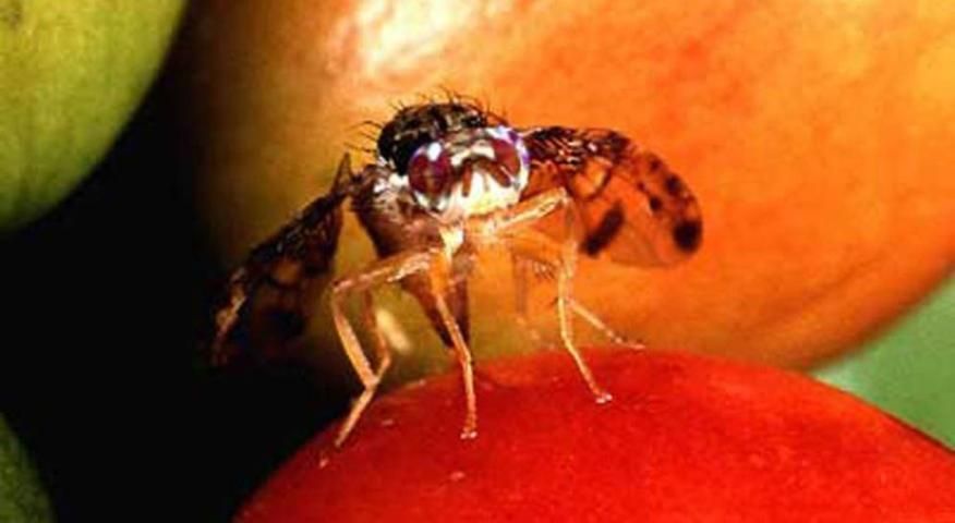 Figure 21. A female Mediterranean fruit fly, Ceratitis capitata (Wiedemann), pumps eggs through her ovipositor into the soft outer layers of a ripe coffee berry.