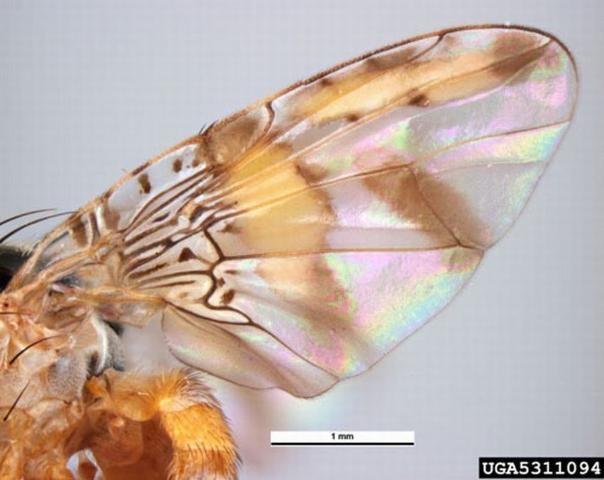 Figure 16. Wing of the adult Mediterranean fruit fly, Ceratitis capitata (Wiedemann). Wings are usually held in a drooping position on live flies, and are broad and hyaline with black, brown, and brownish yellow markings. There is a wide brownish yellow band across middle of wing.