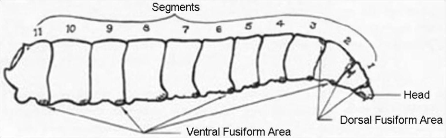 Figure 5. Lateral view of a mature larva of the Mediterranean fruit fly, Ceratitis capitata (Wiedemann).