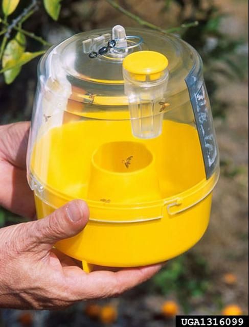 Figure 23. Newer version of trap used to capture adults of the Mediterranean fruit fly, Ceratitis capitata (Wiedemann). The improved version of the McPhail trap uses a combination of three chemicals to attract male and female fruit flies. The older version of the trap used a protein bait that captured large numbers of non-target insects.