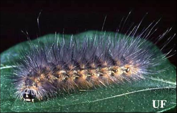 Figure 6. Mature saltmarsh caterpillar, Estigmene acrea (Drury).