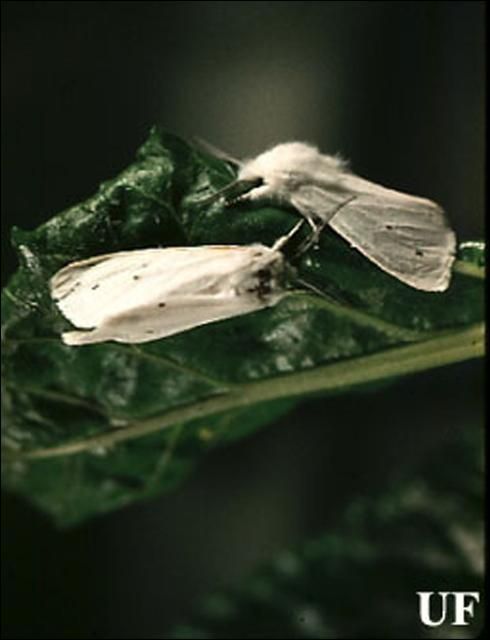 Figure 1. Adult saltmarsh caterpillars, Estigmene acrea (Drury).