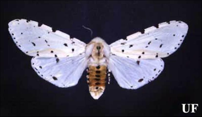 Figure 8. Adult female saltmarsh caterpillar, Estigmene acrea (Drury).