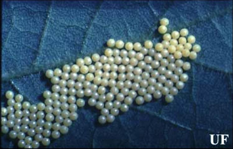 Figure 2. Eggs of the saltmarsh caterpillar, Estigmene acrea (Drury).