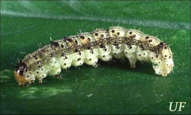 Figure 2. Larva of the tobacco budworm, Heliothis virescens (Fabricius).