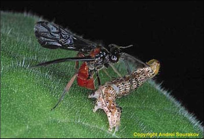 Figure 6. The wasp parasitoid Cardiochiles nigriceps Viereck, stinging a larva of a tobacco budworm, Heliothis virescens (Fabricius).