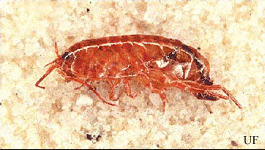 Figure 1. As seen by the red color, this amphipod, or lawn shrimp, is dead.