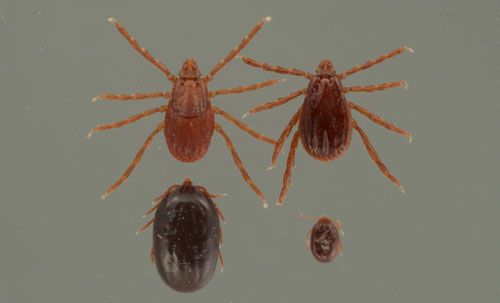 Figure 1. Life stages of the brown dog tick, Rhipicephalus sanguineus Latreille. Clockwise from bottom right: engorged larva, engorged nymph, female, and male.