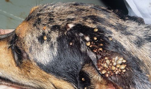Figure 7. Brown dog ticks, Rhipicephalus sanguineus Latreille, on dog.