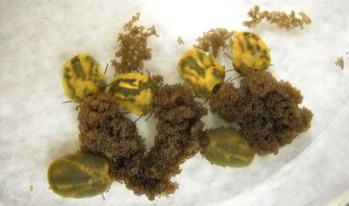Figure 6. Six brown dog tick females, Rhipicephalus sanguineus Latreille, laying eggs.