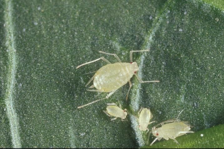 Figure 1. Wingless female adult green peach aphid, Myzus persicae (Sulzer), with immatures.