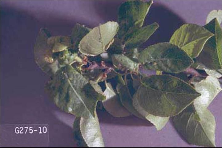 Figure 6. Damage to leaves caused by the green peach aphid, Myzus persicae (Sulzer). More than one stage in the life cycle of the aphid shown.