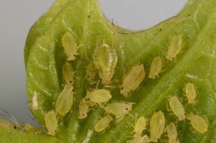 Figure 3. Nymphs of the green peach aphid, Myzus persicae (Sulzer).