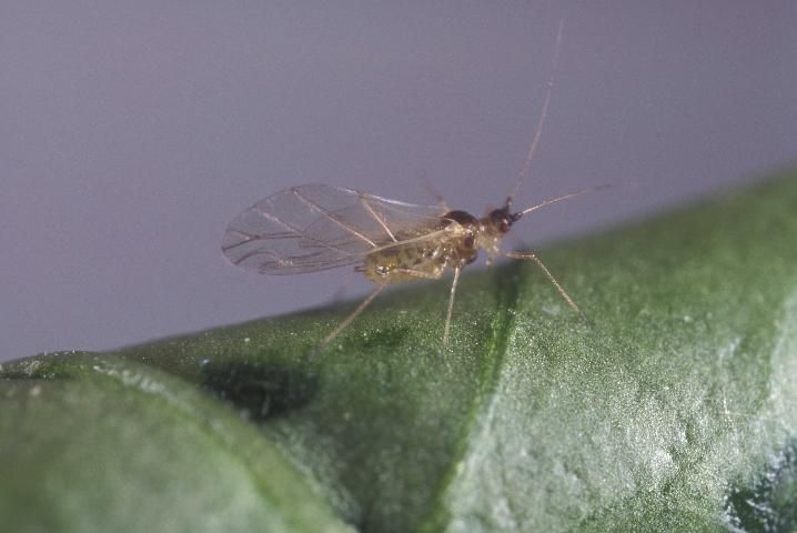 Figure 2. Winged adult green peach aphid, Myzus persicae (Sulzer).