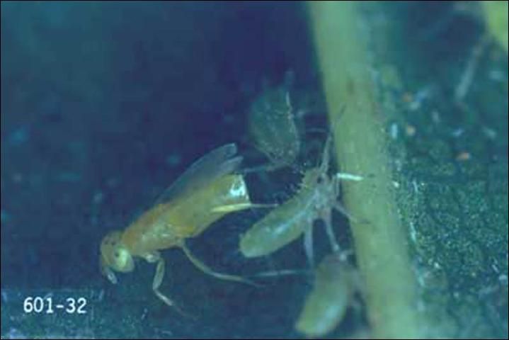 Figure 7. A Aphelinus sp.(Hymenoptera: Encyrtidae) parasitizing a green peach aphid.