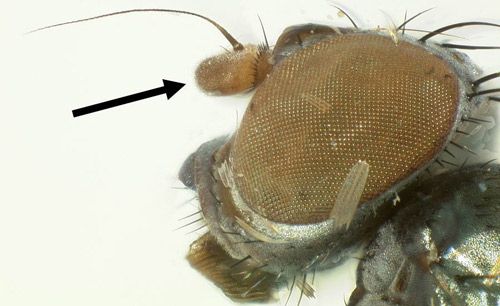 Figure 7. Euxesta spp. head showing rounded edge of 1st antennal segment.