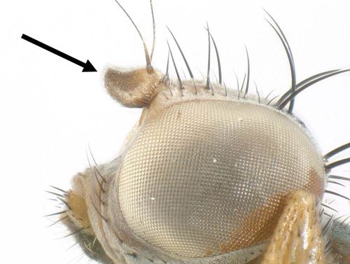 Figure 6. Chaetopsis massyla head showing edge of 1st antennal segment.
