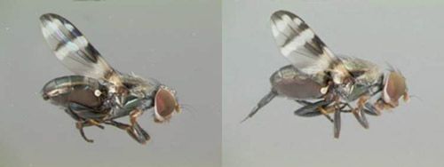 Figure 12. Euxesta eluta male (left) and female (right).