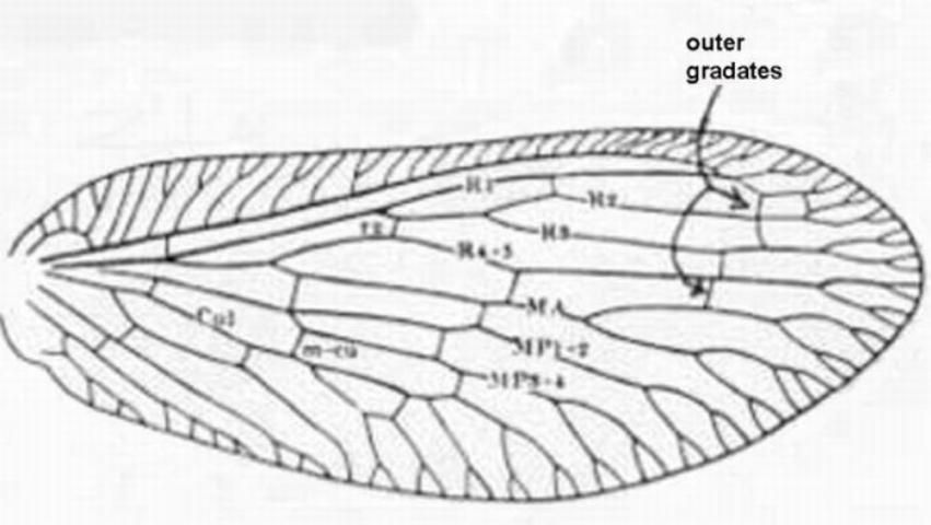 Figure 10. Forewing - Sympherobius amiculus (Fitch).