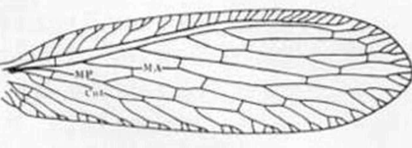 Figure 1. Forewing - Micromus subanticus (Walker).