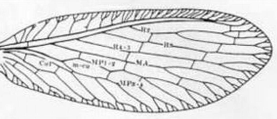 Figure 2. Forewing - Micromus posticus (Walker).
