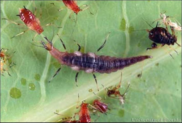 Figure C. Larva of a brown lacewing (Neuroptera: Hemerobiidae) preparing to attack and feed on an aphid. The black-colored aphid to the right was probably parasitized by a wasp.