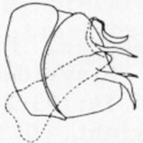 Figure 11. Male terminalia - Sympherobius barberi Banks.