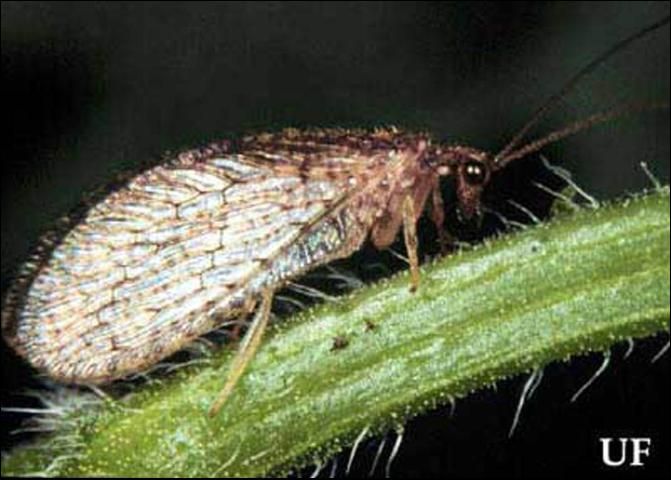 Figure A. Adult brown lacewing (Neuroptera: Hemerobiidae).