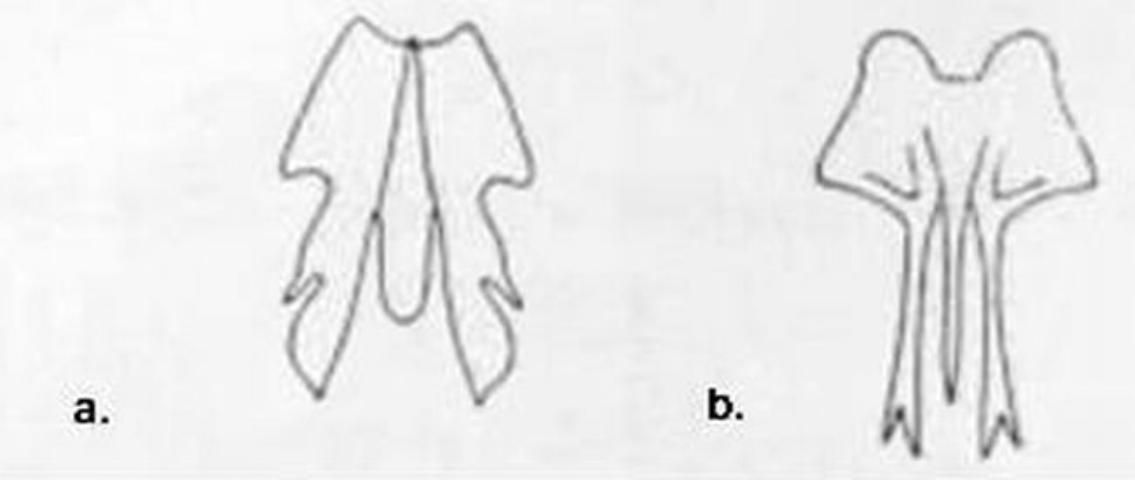 Figure 6 a/b. Male paramere - a. Boriomyia fidelis (Banks) b. Boriomyia speciosa (Banks).