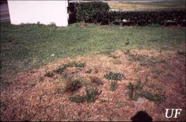 Figure 2. Damage to turfgrass caused by the southern chinch bug, Blissus insularis Barber.