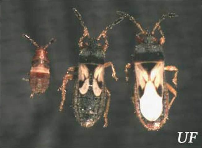 Figure 1. Nymph (left), and the short-winged (center) and long-winged adult forms of the southern chinch bug, Blissus insularis Barber.