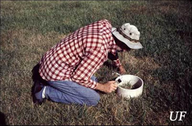 Figure 3. Using the flotation method to monitor for the southern chinch bug, Blissus insularis Barber.