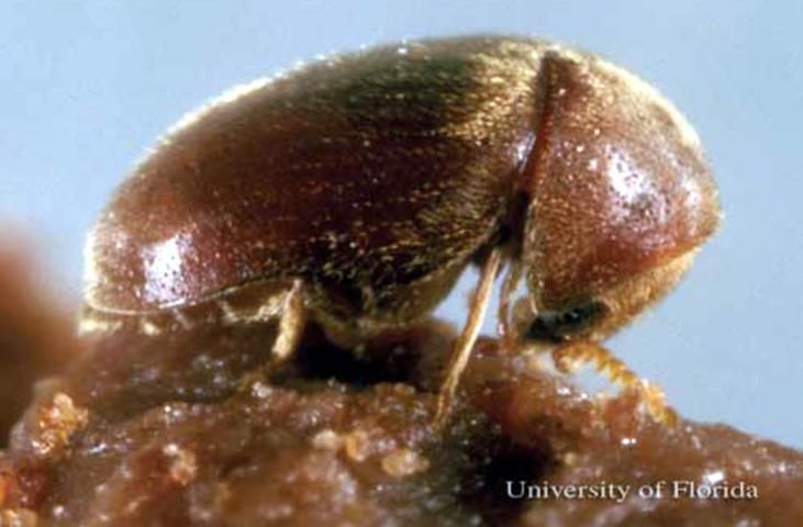 Figure 2. Adult cigarette beetle, Lasioderma serricorne (F.).