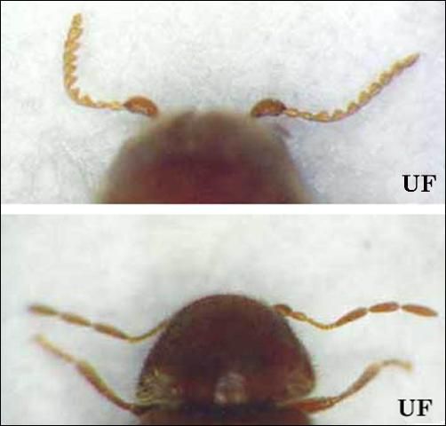 Figure 3. Serrated antennae of a cigarette beetle, Lasioderma serricorne (F.), (top); clubbed antennae of a drugstore beetle, Stegobium paniceum (L.) (bottom).