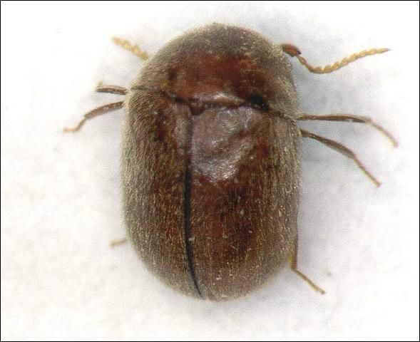 Figure 1. Adult cigarette beetle, Lasioderma serricorne (F.).