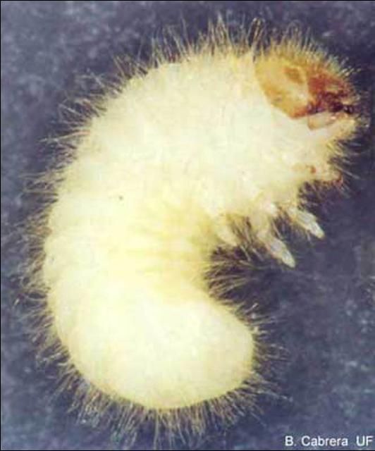 Figure 6. Larva of the cigarette beetle, Lasioderma serricorne (F.).