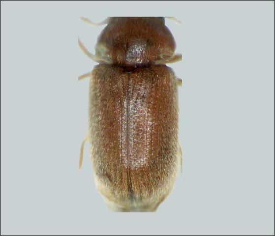 Figure 4. Striated elytra of an adult drugstore beetle, Stegobium paniceum (L.).