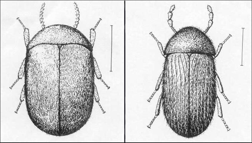 Figure 4. Comparison of the elytra and antennae of the cigarette beetle, Lasioderma serricorne (F.), (left); and drugstore beetle, Stegobium paniceum (L.) (right).