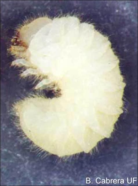 Figure 5. Larva of the drugstore beetle, Stegobium paniceum (L.).