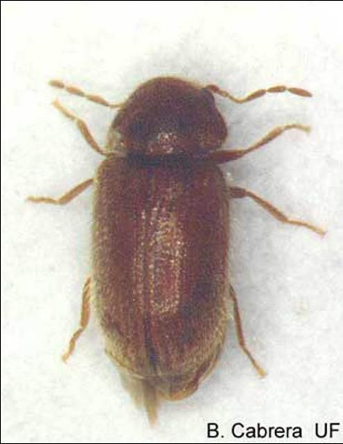 Figure 1. Adult drugstore beetle, Stegobium paniceum (L.).